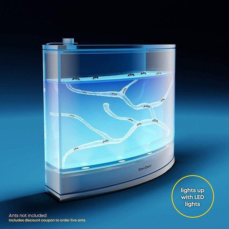 Light-Up Ant Habitat - LED Ant Farm for Live Ants - TheToysRoom